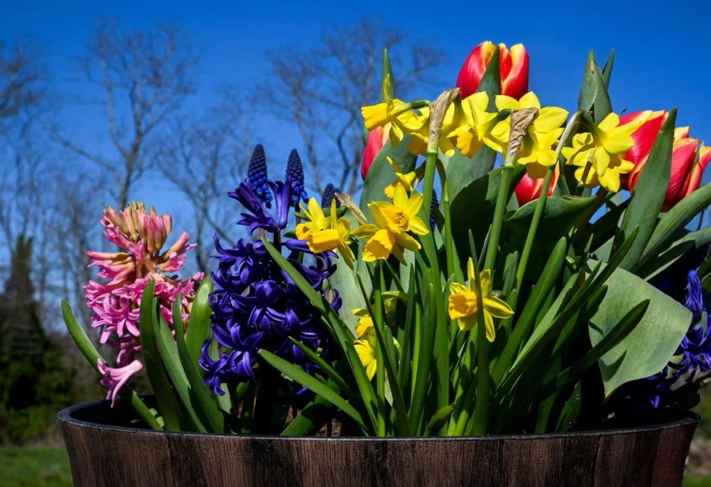 10 gute Tipps für den Garten im April