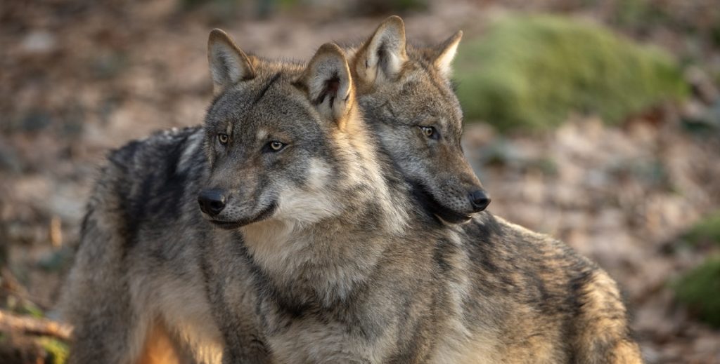 Schweden beginnt mit Bemühungen, seine Wolfspopulation zu halbieren