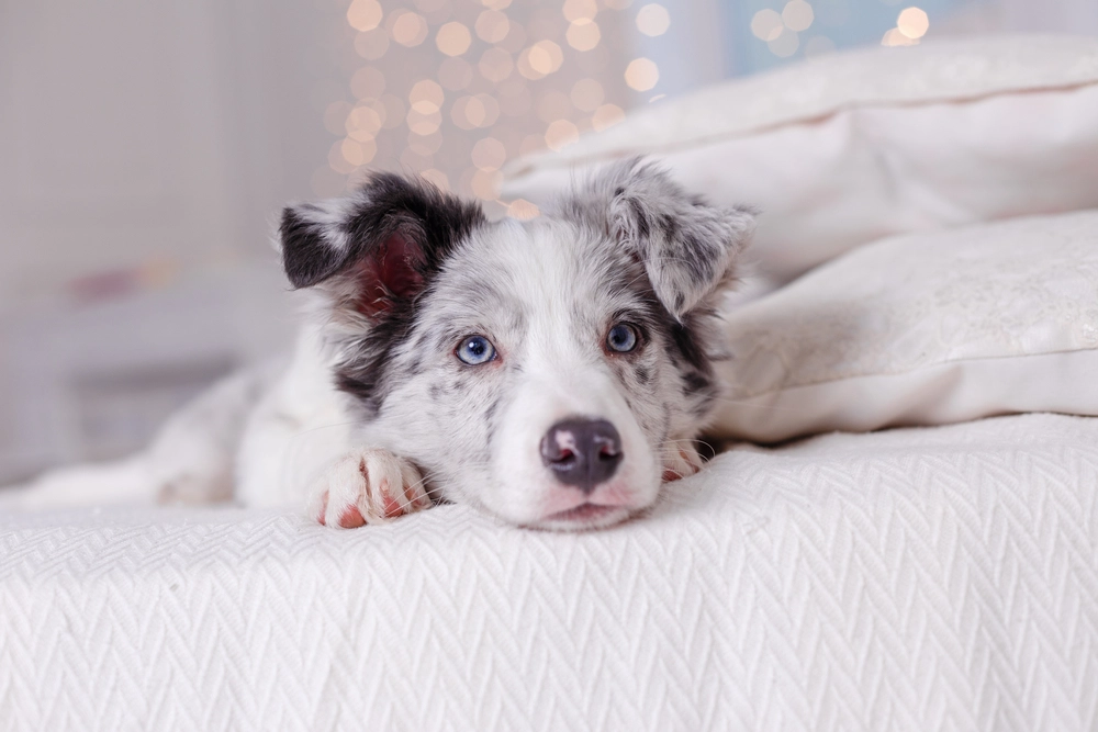 So bleibt Ihr Hund in der Öffentlichkeit entspannt