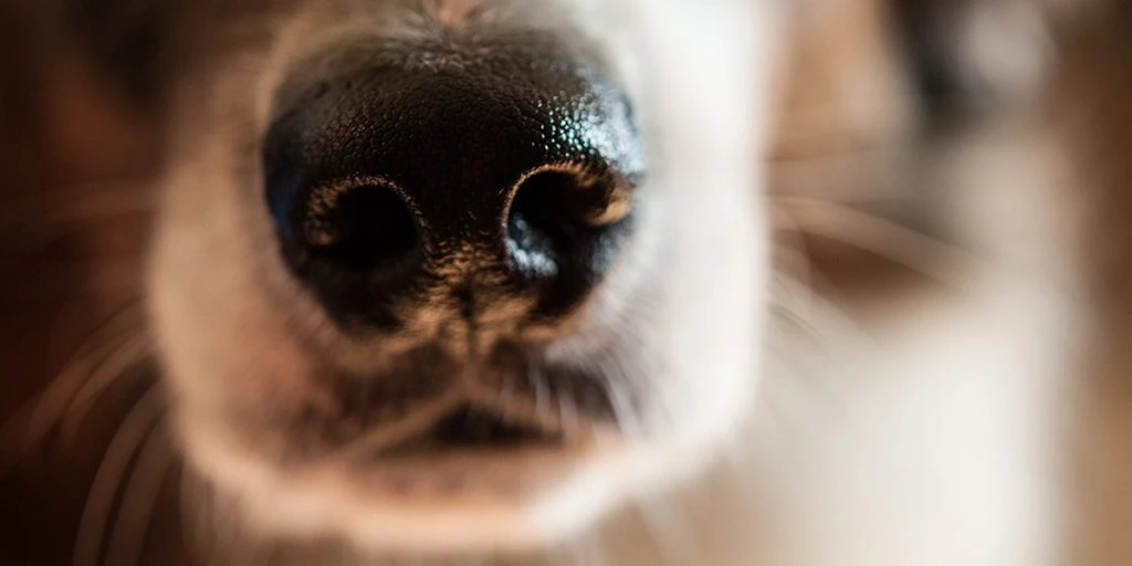 Studie zeigt, dass Hunde Blasenkrebs bei anderen Hunden durch Geruch erkennen können