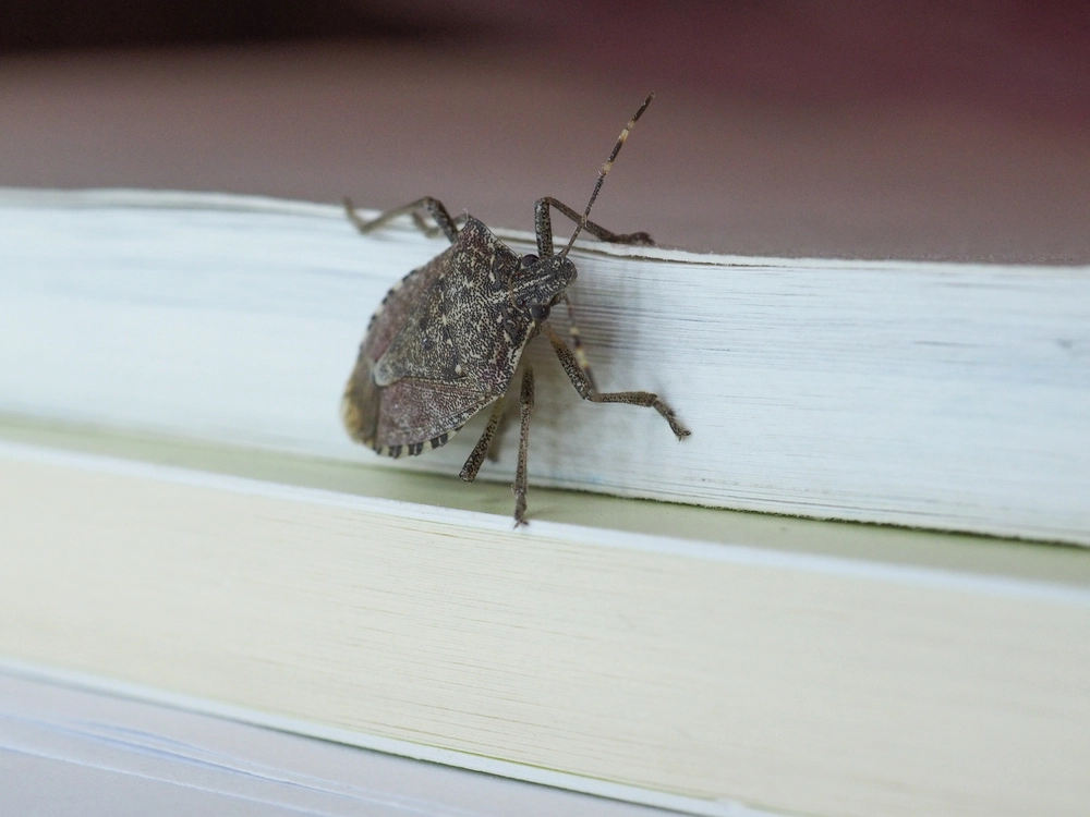 Dieses kleine Tier kehrt bereits zurück. Hier erfahren Sie, was Sie tun können, um eine Invasion zu verhindern