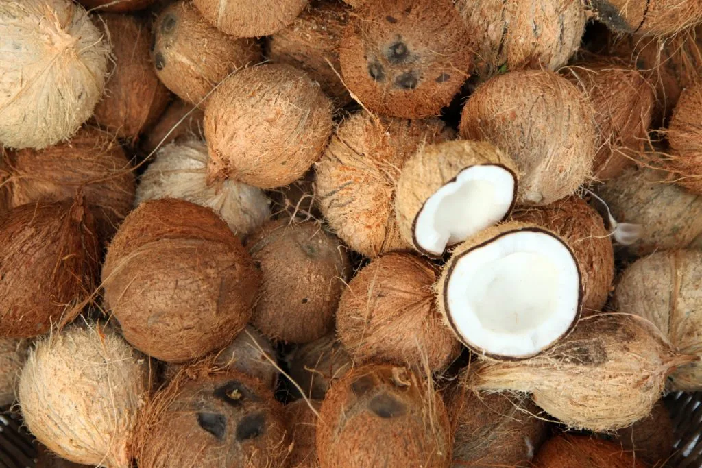 „Coconut Cult“-Joghurt: Der Foodtrend für einen gesunden Darm