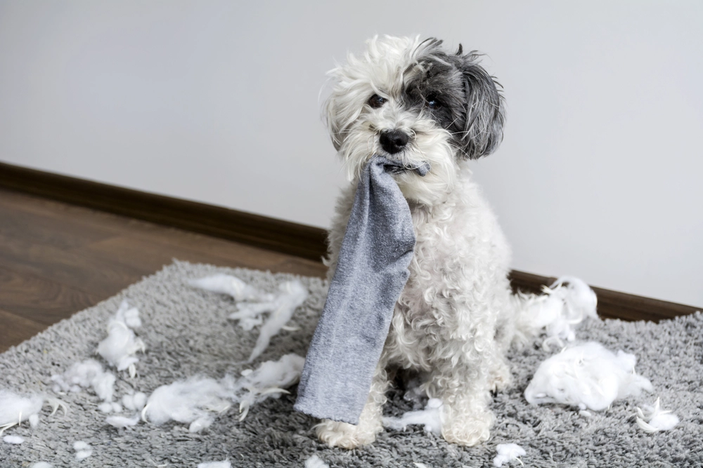 Lucy brachte ihren Hund zum Tierarzt, nachdem er eine Socke verschluckt hatte: Was dann folgte, überraschte sie