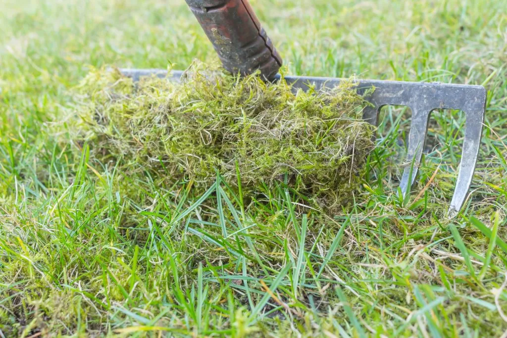 Schluss mit Moos: Diese einfachen Methoden helfen wirklich