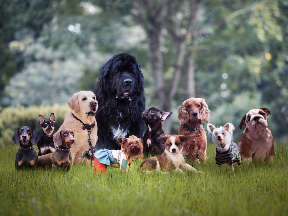 Wie berechnet man das Alter eines Hundes? Ein Menschenjahr entspricht nicht sieben Hundejahren