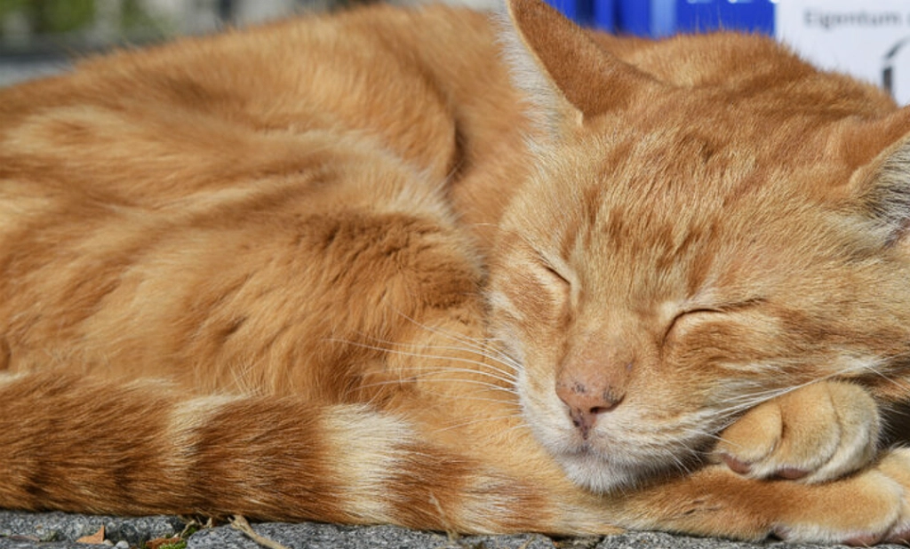 Herzliche Hommage an Augsburgs Uni-Katze