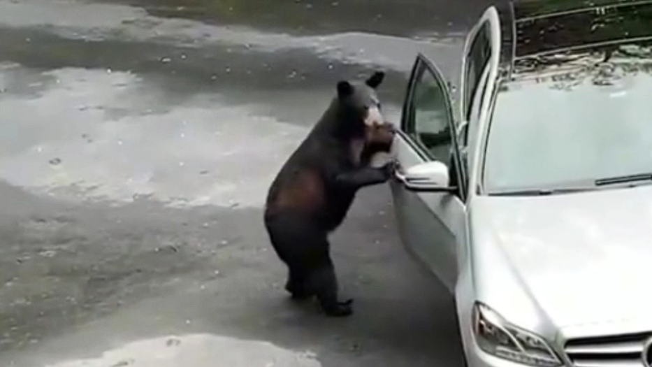 Bär versucht, in Auto einzudringen: Das Internet lacht über dieses Video