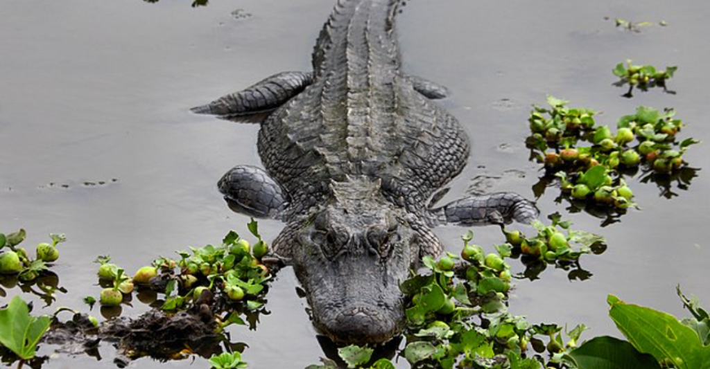 Gruseliger Fund: Menschliche Überreste im Maul eines riesigen Alligators entdeckt
