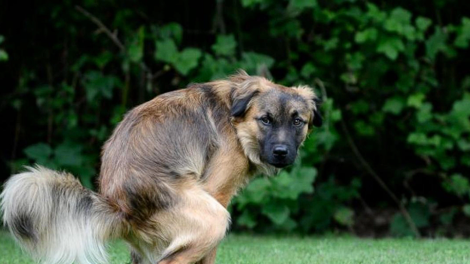 Warum Ihr Hund Sie beim Koten anstarrt