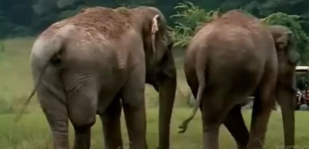 Ehemalige Zirkuselefanten nach 22 Jahren wiedervereint: Sehen Sie das bewegende Video