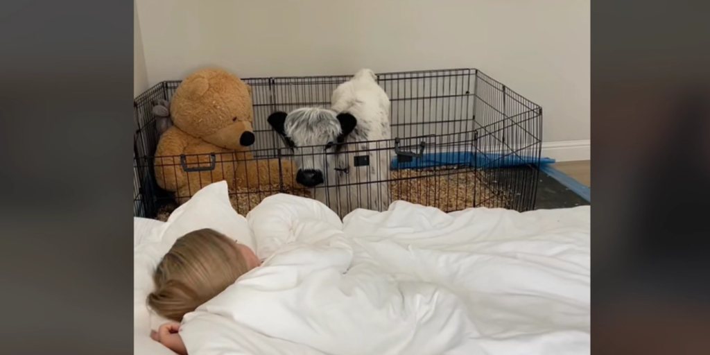 Reine Niedlichkeit: Morgenroutine mit Babykuh schmilzt die Herzen des Internets