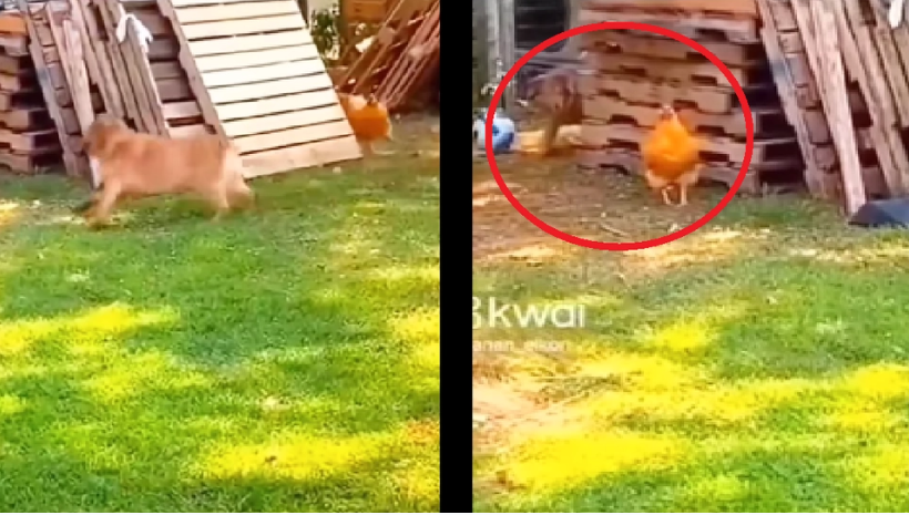 Hund und Huhn spielen Fangen: Ein Detail im Video wird Ihren Tag erhellen