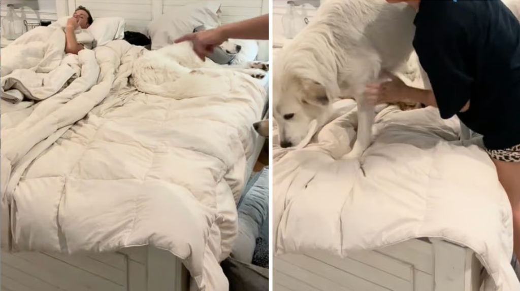 Fünf Labradore und ihre Besitzer teilen sich ein Bett: Eine nächtliche Kuschelorgie