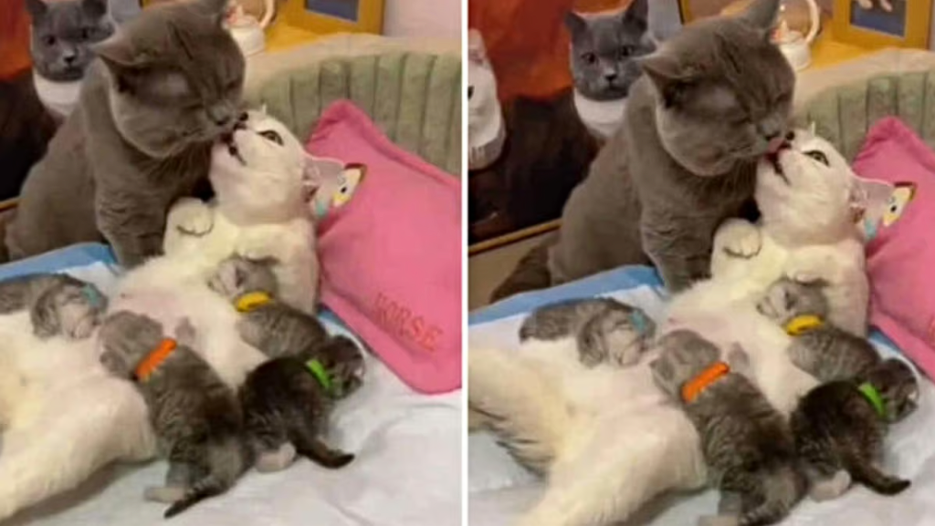 Katzeneltern erleben romantischen Moment nach der Geburt ihrer Kätzchen: Das Video ist super süß