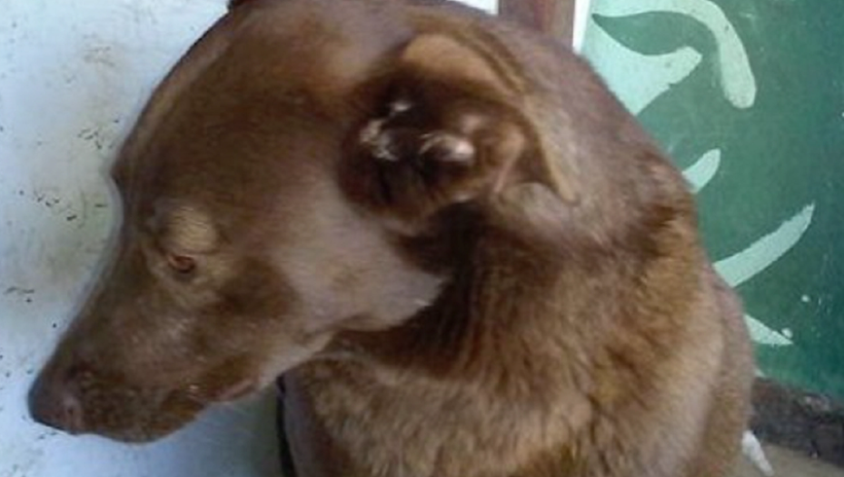 Hund nach zwei Jahren wieder aufgetaucht: Sehen Sie die rührende Reaktion, als er den Duft seines Besitzers wiedererkennt