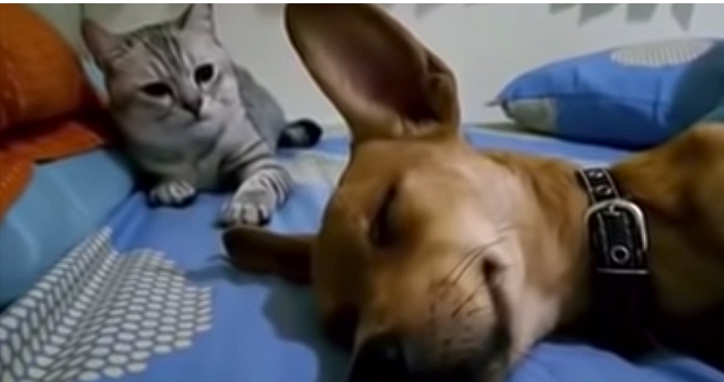 Hund furzt im Schlaf: Jetzt schau dir die Reaktion der Katze an