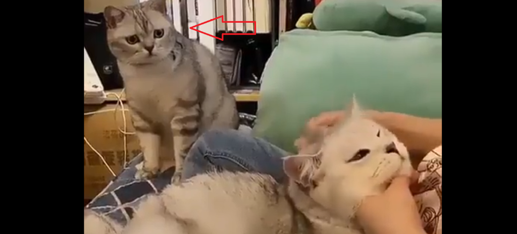 Mensch streichelt eine Katze: Aber es ist die Reaktion der anderen Katze, die viral geht