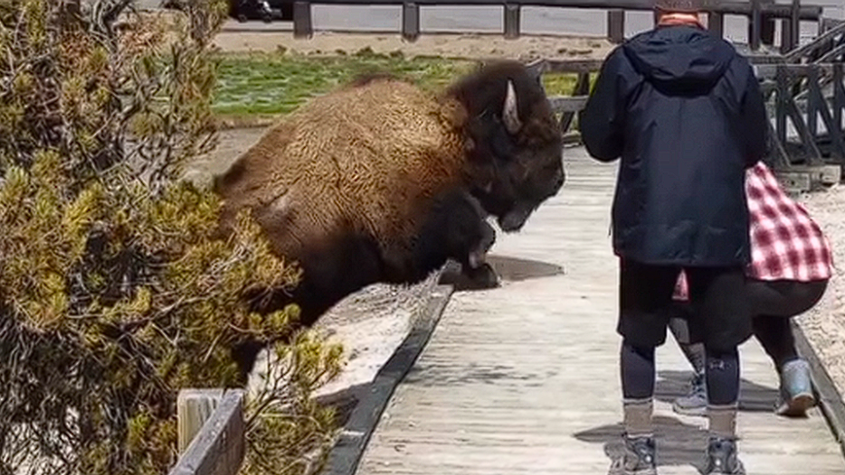 Unachtsame Touristen stören riesigen Bison: Dann erhalten sie eine sehr wertvolle Lektion