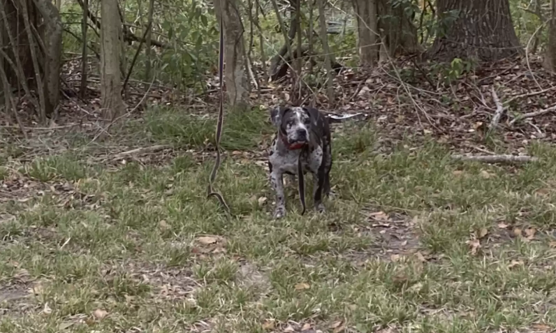 Rettungsteam tief bewegt: Hund hinter Friedhof an Baum gebunden entdeckt