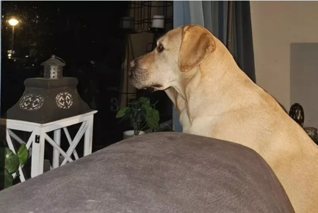Virales Foto von Labradoren: Können Sie den zweiten Hund erkennen?