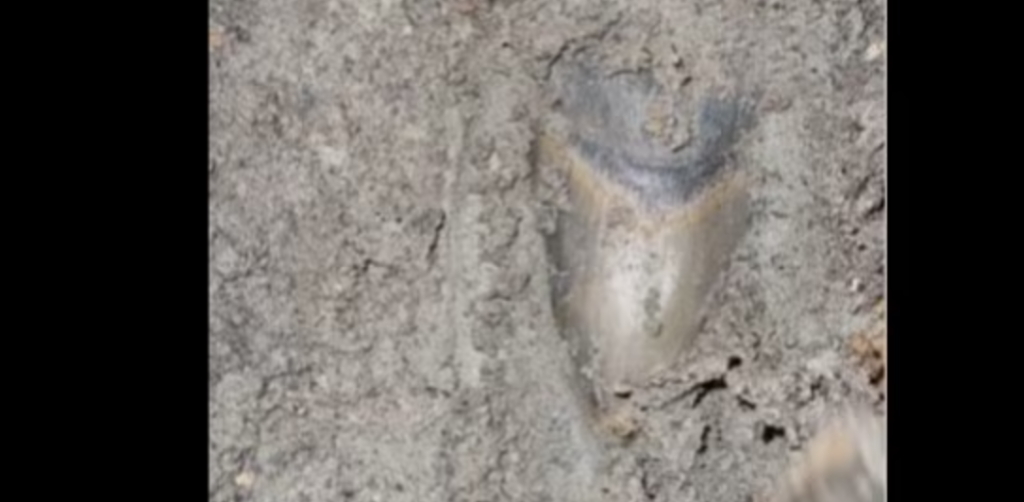 Mann macht unglaubliche Entdeckung beim Graben im Schlamm