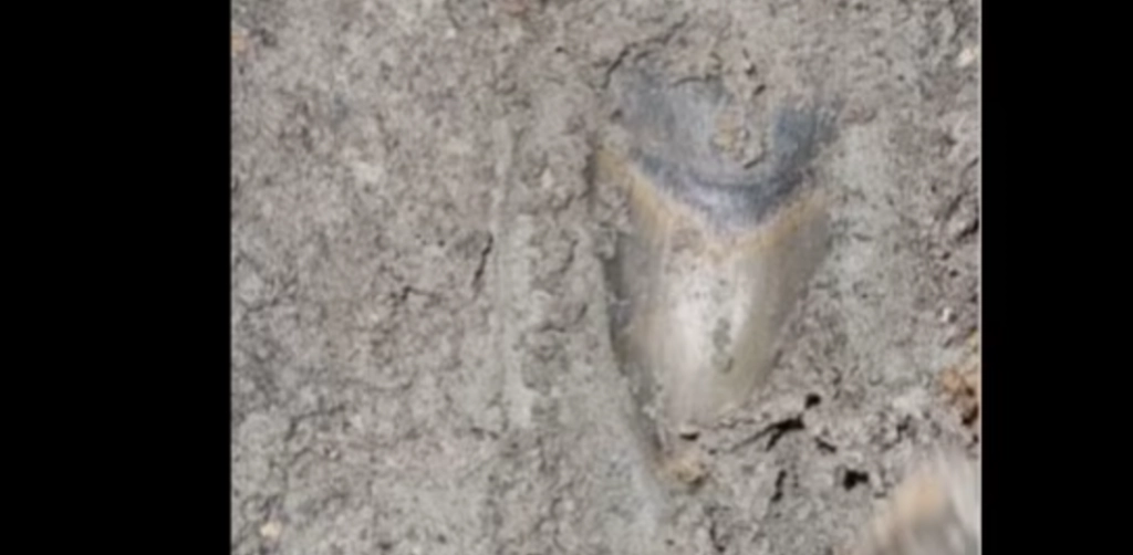 Mann macht unglaubliche Entdeckung beim Graben im Schlamm