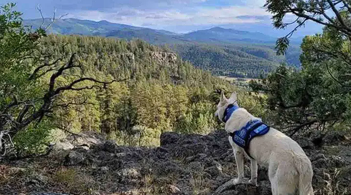 Wanderer monatelang vermisst: Jetzt tot aufgefunden, sein treuer Hund blieb an seiner Seite