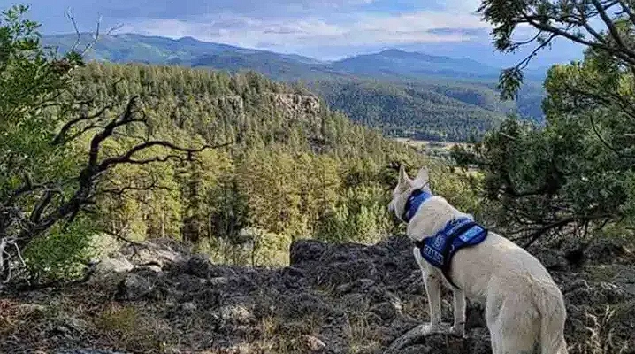 Wanderer monatelang vermisst: Jetzt tot aufgefunden, sein treuer Hund blieb an seiner Seite