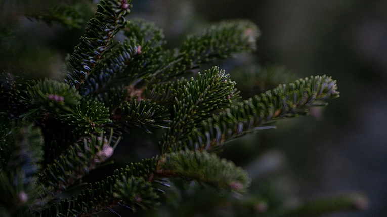 Weihnachtsbaum-Experte mit 3 Tipps: So wählen Sie den perfekten Weihnachtsbaum