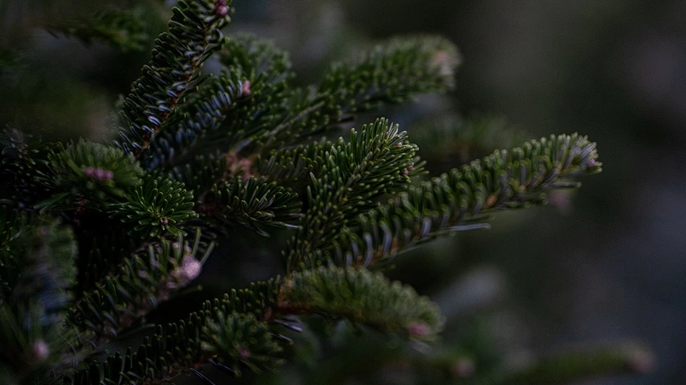 Weihnachtsbaum-Experte mit 3 Tipps: So wählen Sie den perfekten Weihnachtsbaum