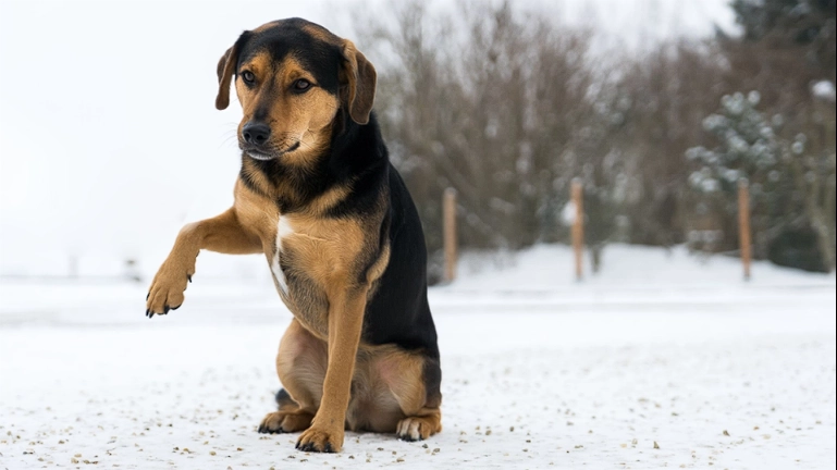 Schutz für Menschen bei Unfällen, aber eine schmerzhafte Tortur für Ihren Hund