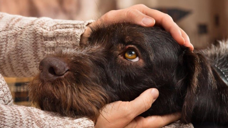 Aufruf an Hundebesitzer: ‚Ihr Hund ist kein Fahrrad‘