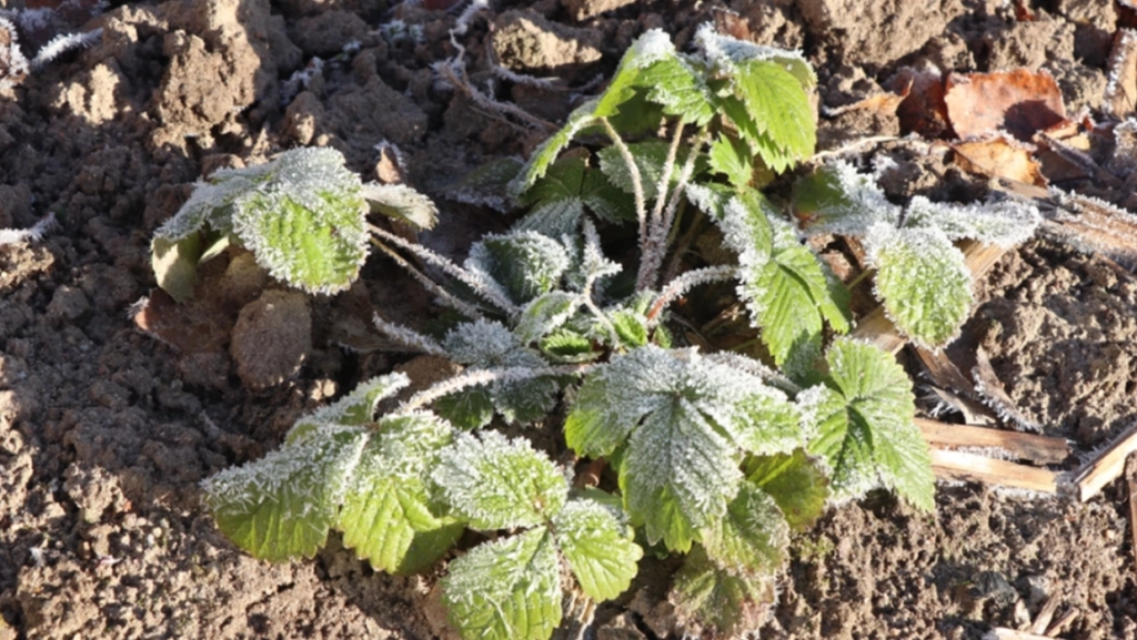 Unbekannter, aber wichtiger Tipp: So schützen Sie Ihren Garten im Winter mit Dingen aus der Küche