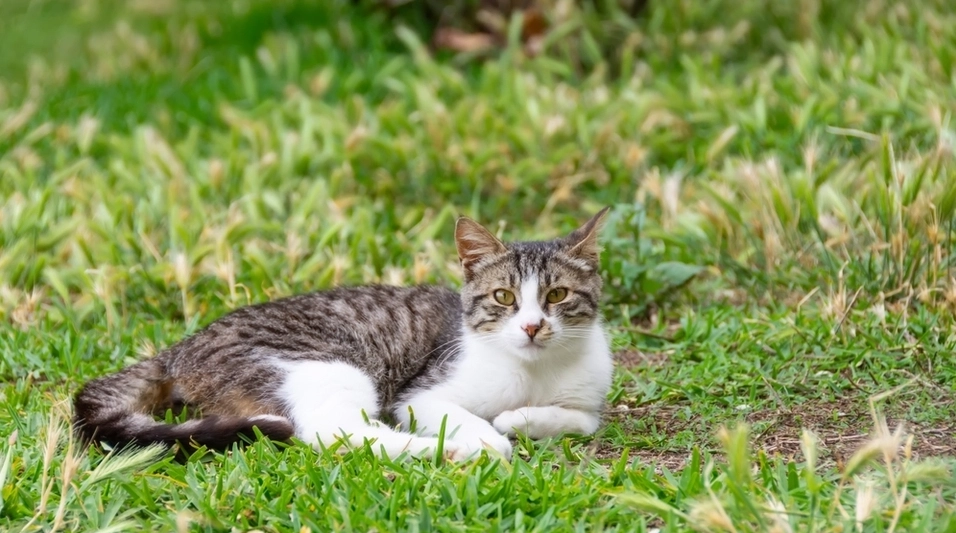 Vermisste Katze kehrt nach 11 Jahren zur Familie zurück