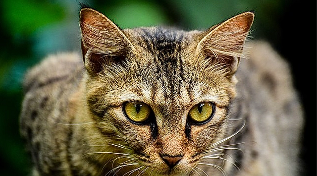 Hohe Tierarztrechnung endet in Tragödie: Ein Leben verloren, aber nicht das der Katze