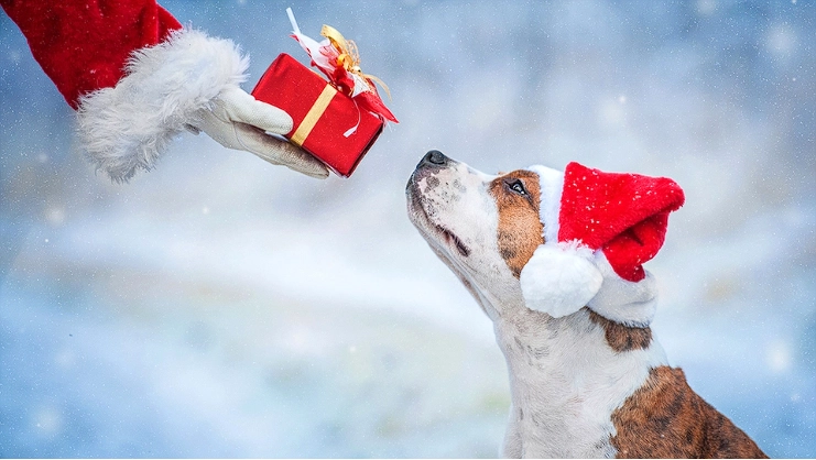 Studie enthüllt: Unsere Haustiere erhalten die teuersten Weihnachtsgeschenke