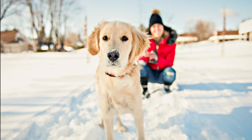 8 wertvolle Tipps für das Gassigehen mit Ihrem Hund im Winter: Besonders Tipp Nr. 5 ist wichtig