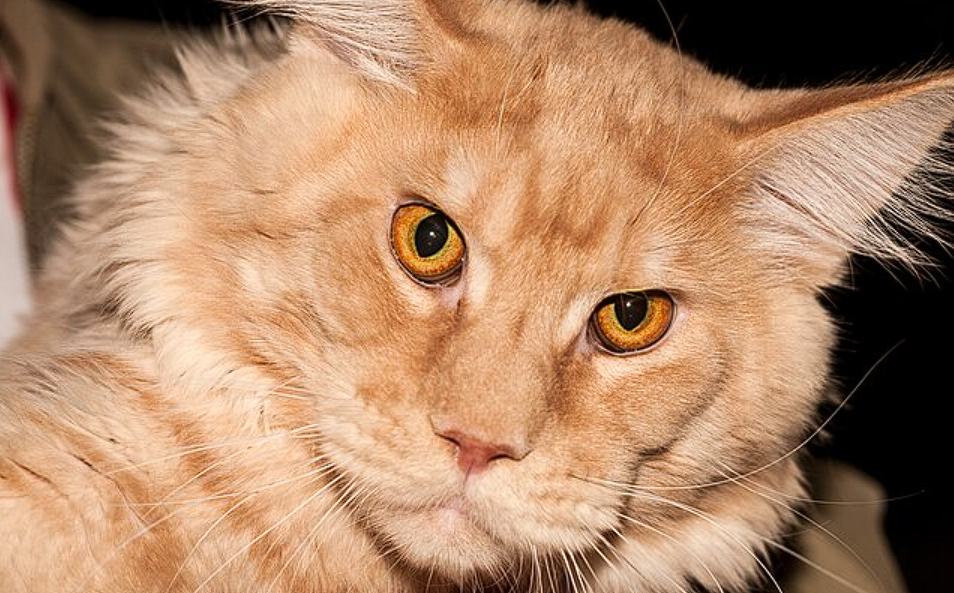Heldenhafte Hauskatze rettet Familie