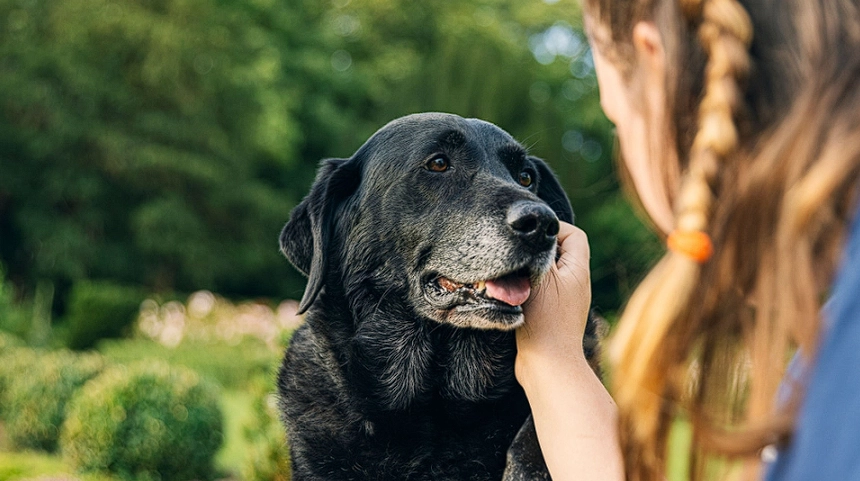 Frau erteilt Nachbarn eine Lektion, nachdem sie ihren Hund für einen neuen Welpen verlassen haben