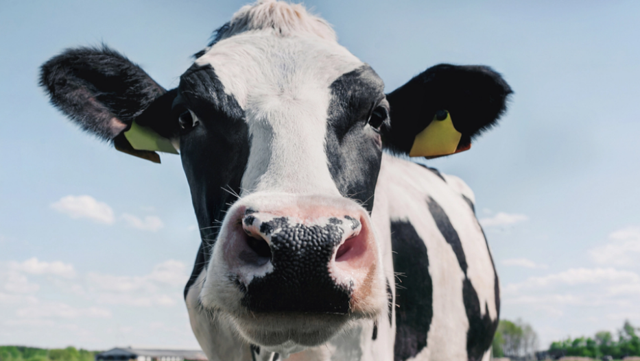 Landwirt muss wegen stinkender und lärmender Kühe 106.000 Euro an Nachbarn zahlen