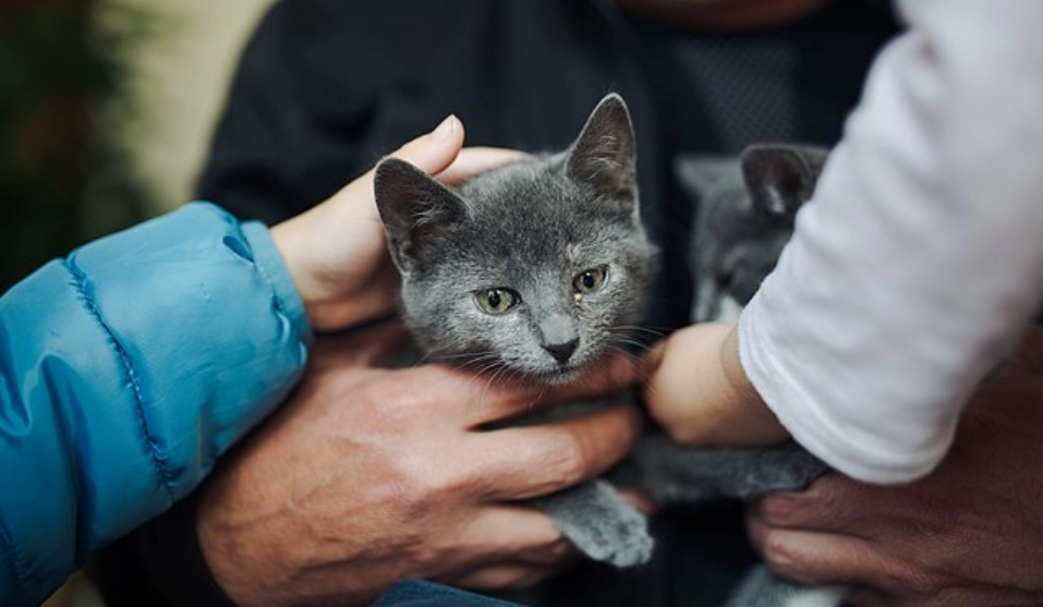 Haben Sie das auch schon erlebt? Warum Katzen manche Familienmitglieder anderen vorziehen