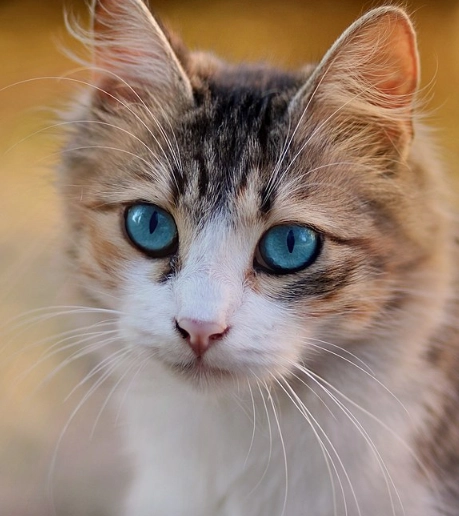 Schockierende Tierquälerei in Nohfelden-Eckelhausen: Katze durch Luftgewehr schwer verletzt