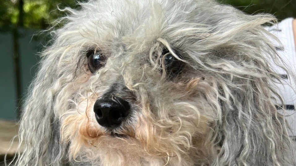 Hundebesitzer warnt nach erschreckendem Erlebnis: Diese Dinge in Ihrem Zuhause sind giftig für Ihren Hund