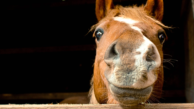 Wie viele Pferdestärken hat ein Pferd wirklich? Die Antwort könnte Sie überraschen‘