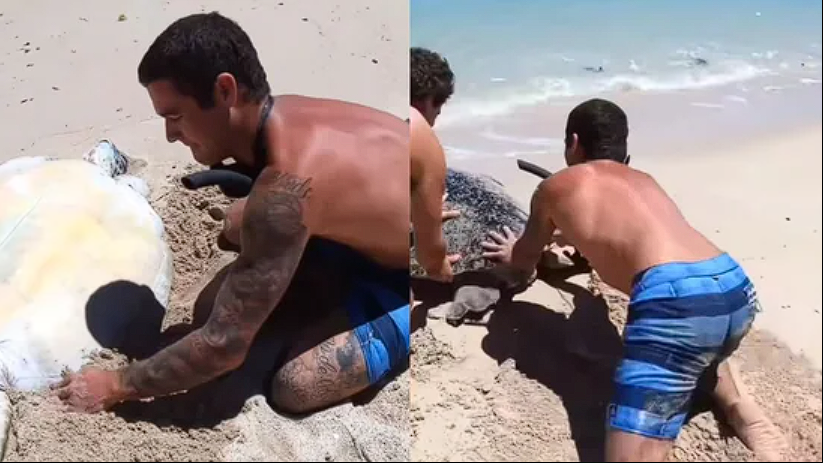 Rührender Moment: Männer retten Schildkröte an einsamem Strand