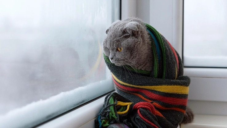 Nicht nur für Menschen gefährlich: Kälte kann für Ihre Katze tödlich sein