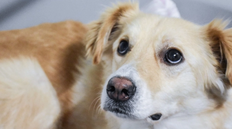 Neue Hundehalterverordnung seit 1. Juli 2024 in Kraft