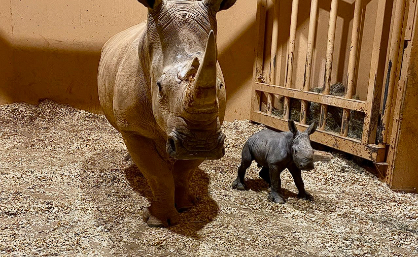 Nur zum zweiten Mal in 134 Jahren: Zoo Atlanta feiert die Ankunft eines seltenen weißen Nashornkalbs