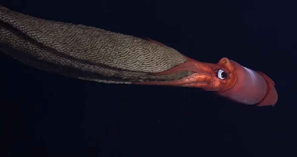 Verblüffendes Video Zeigt Schwarzaugen-Kalmar mit Tausenden von Eiern