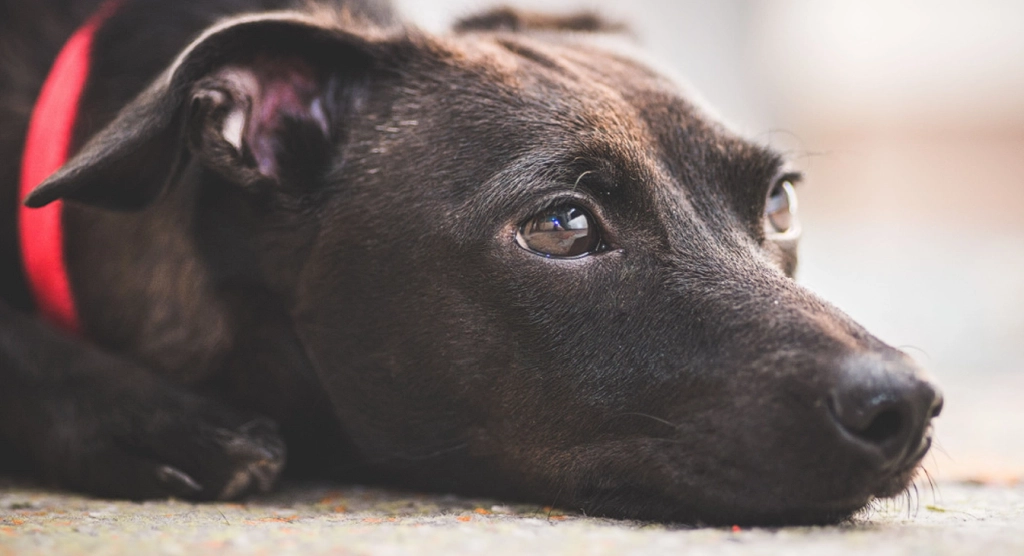 Großartige Nachrichten für Hundefreunde: Jetzt Planen Sie, Es Illegal zu Machen